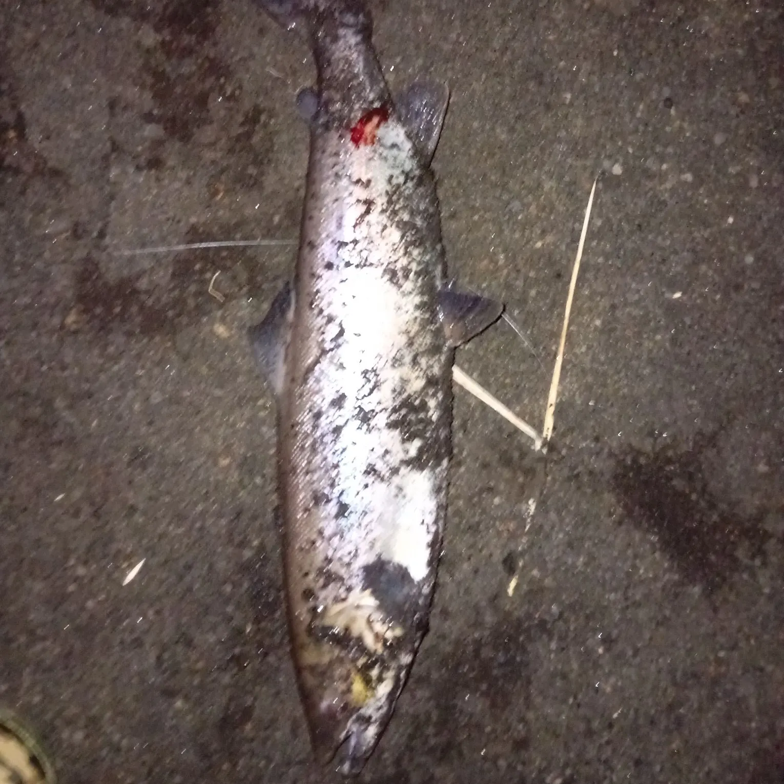 Atlantic salmon caught on Fishbrain