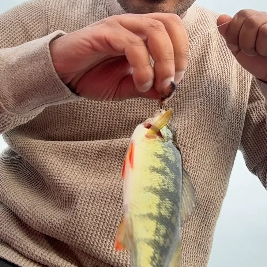 Yellow perch caught on Fishbrain