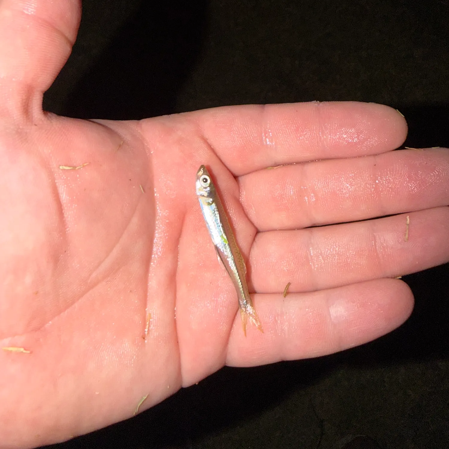The most recent Inland silverside catches on Fishbrain