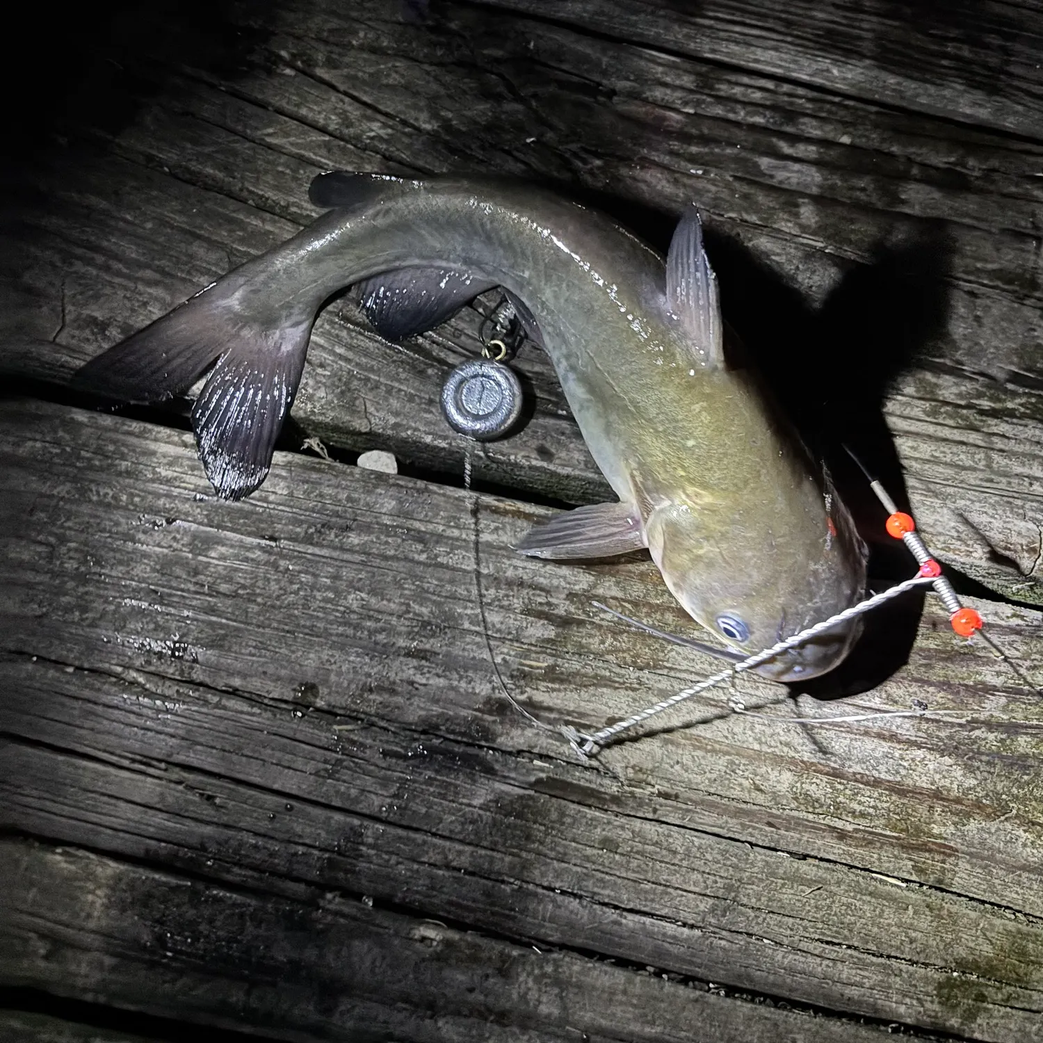 White bullhead caught on Fishbrain