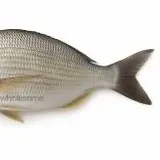 Fish caught on Fishbrain