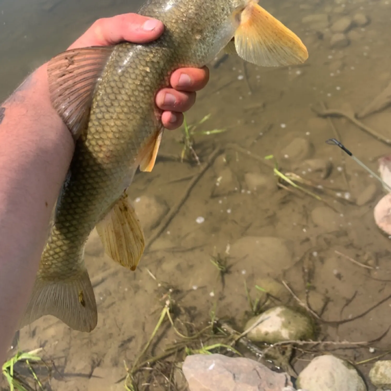 most liked catch image