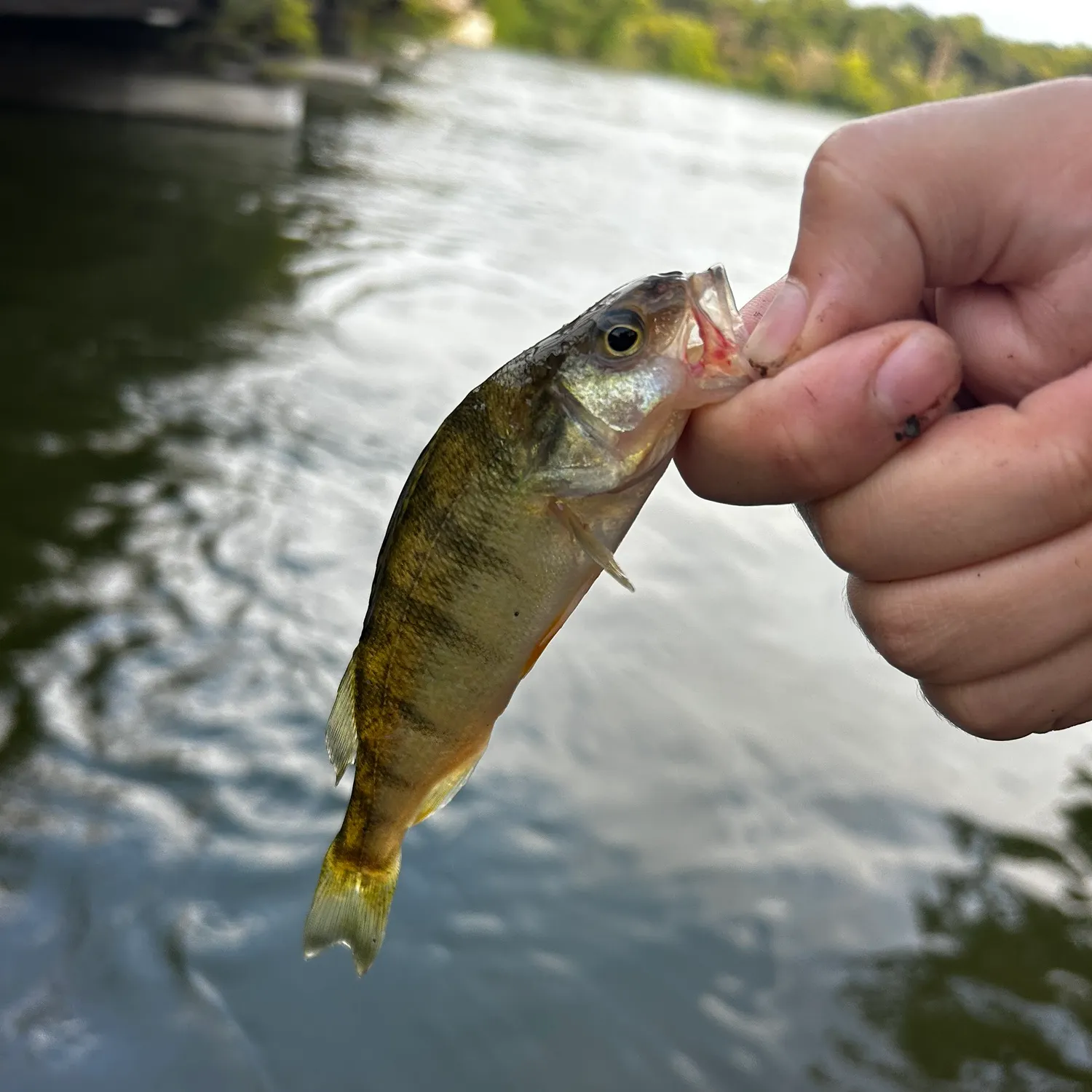 Yellow perch caught on Fishbrain