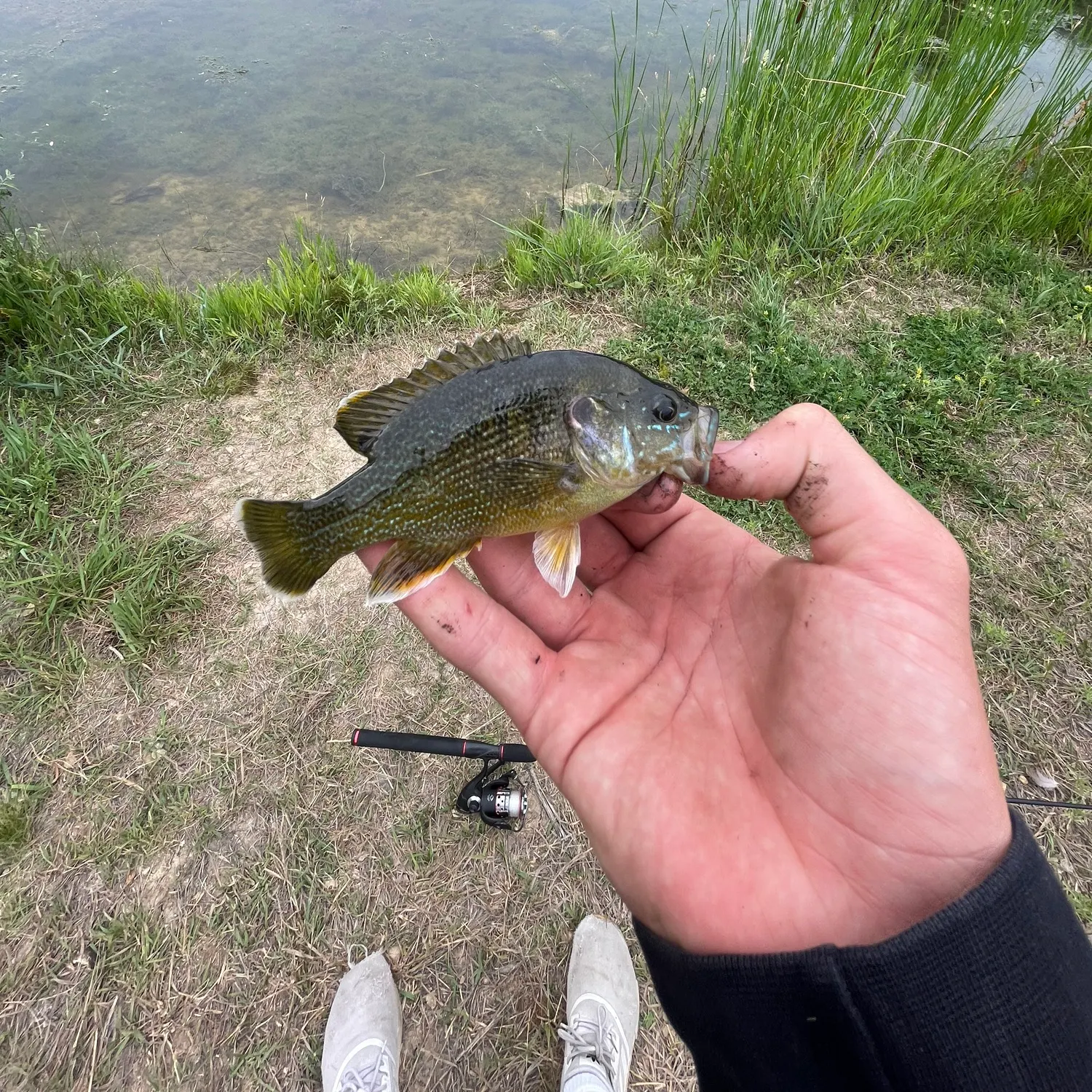 The most recent Bluespotted sunfish catches on Fishbrain