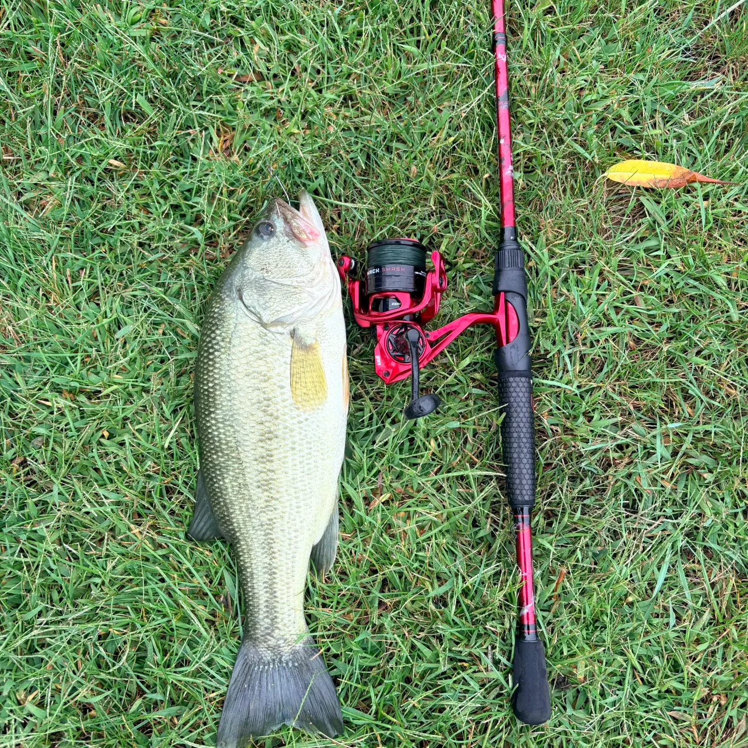 Largemouth bass caught on Fishbrain