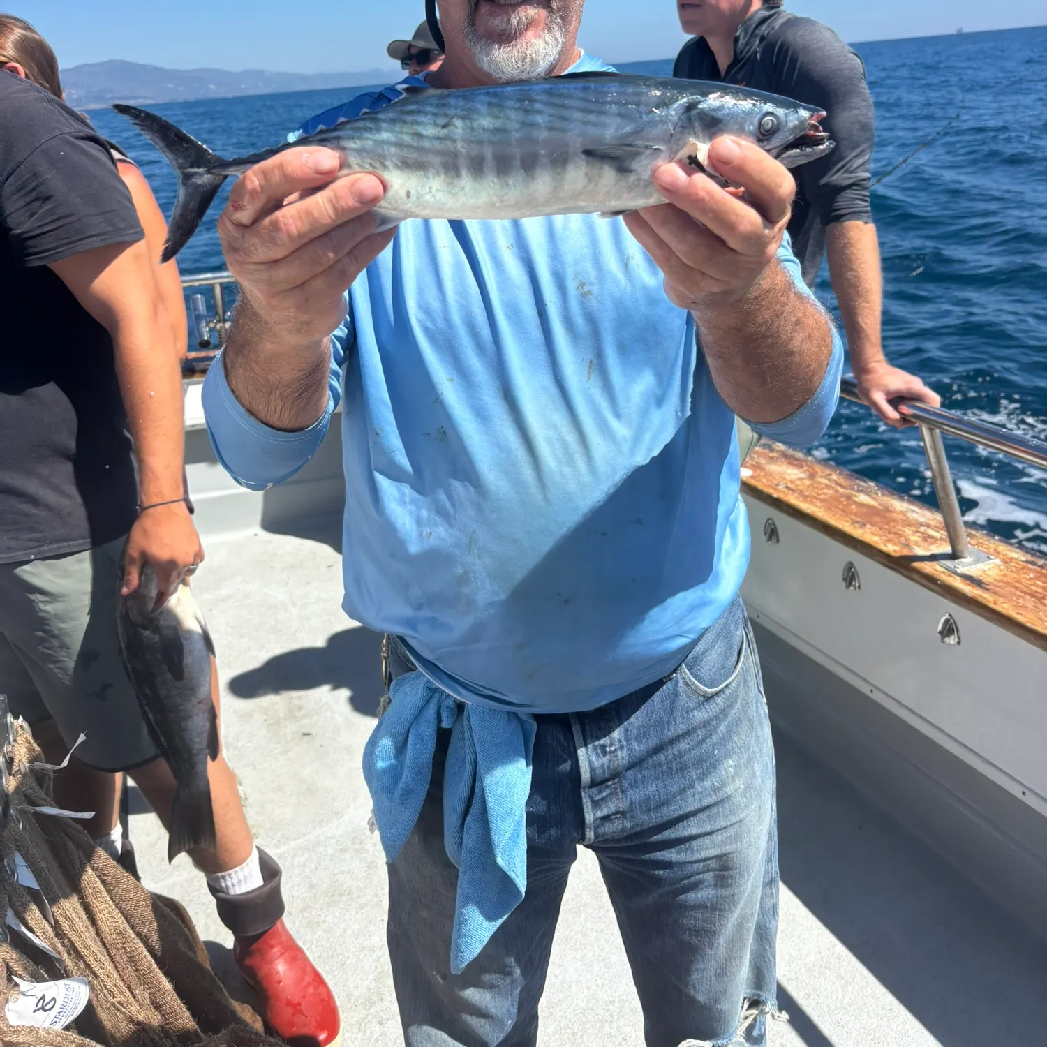 Pacific bonito caught on Fishbrain