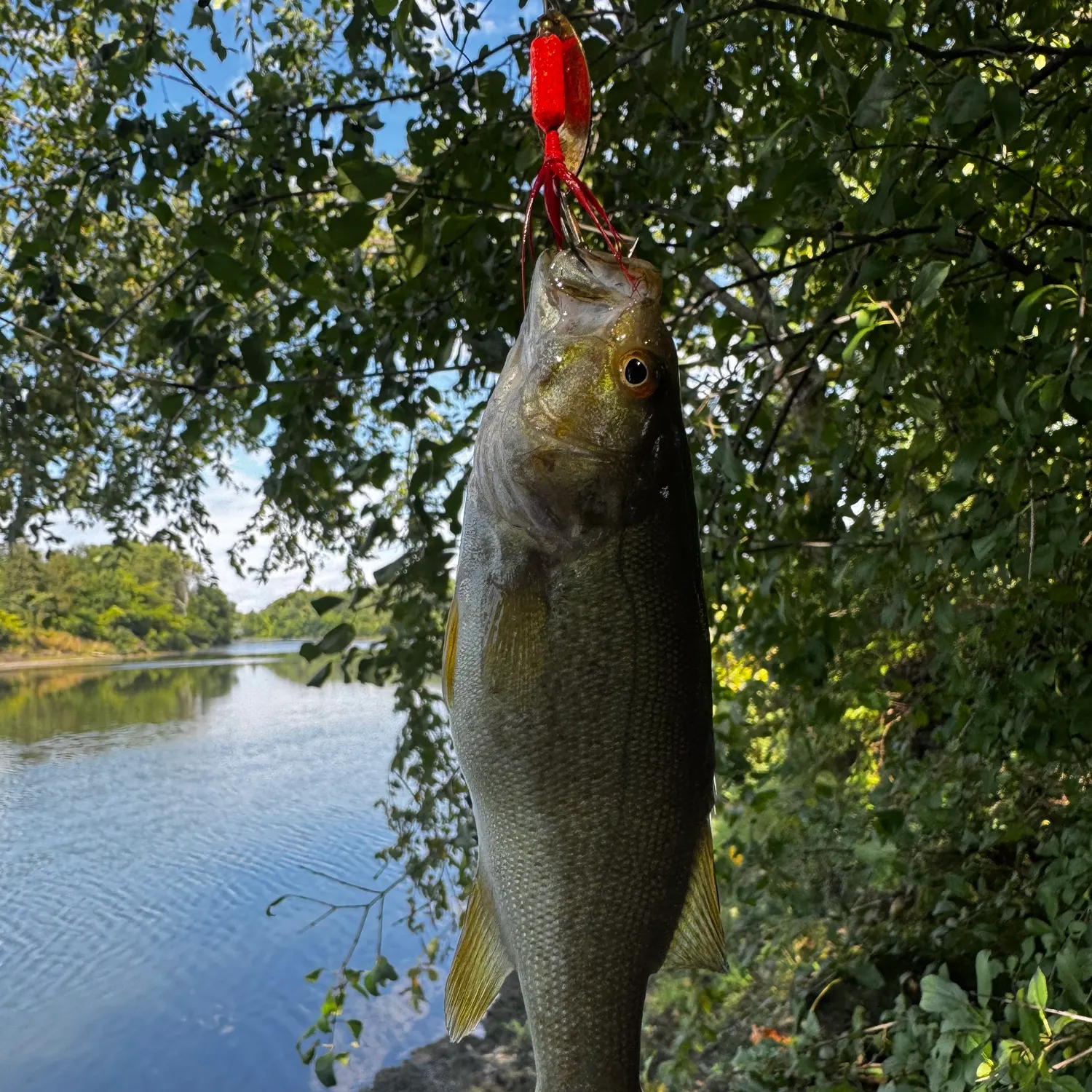 Smallmouth bass caught on Fishbrain