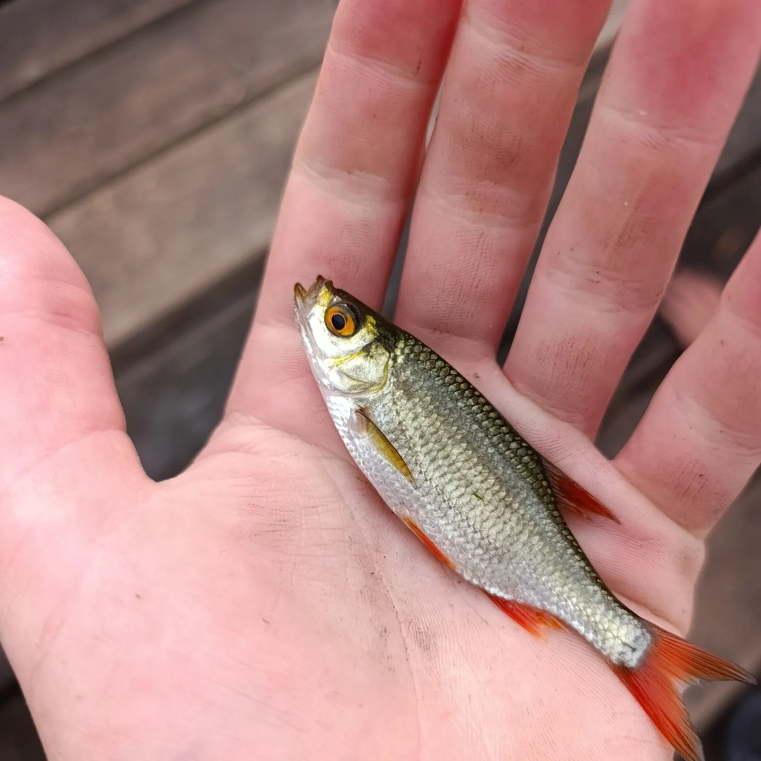 Common rudd caught on Fishbrain