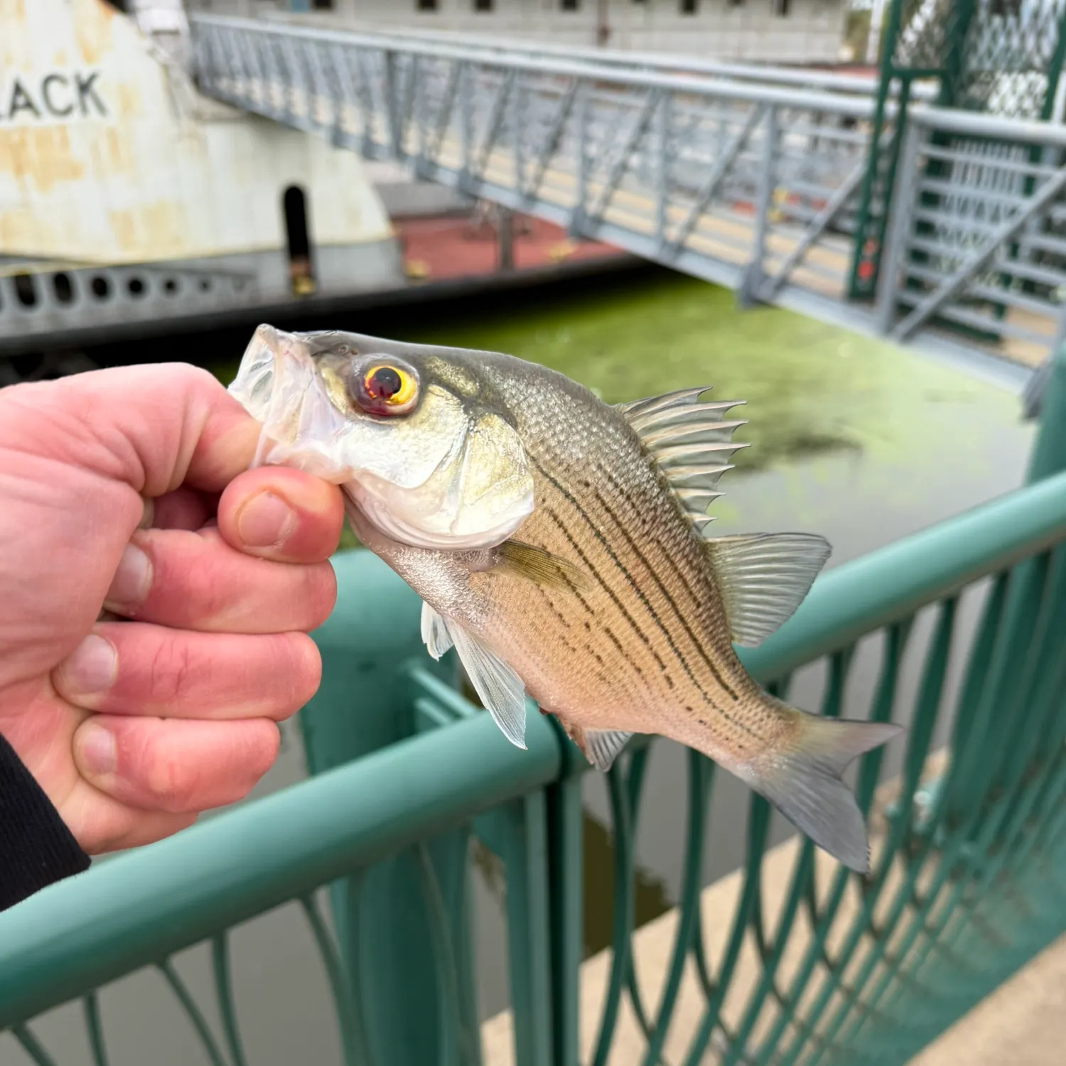 catch