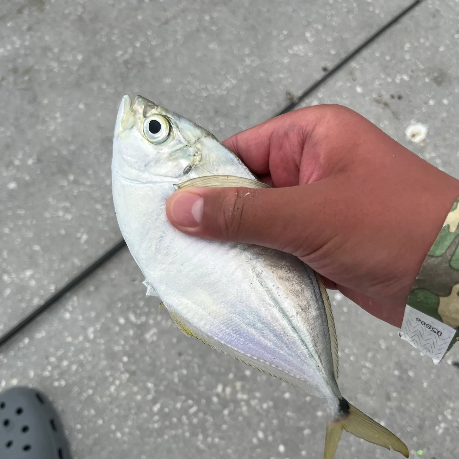 The most recent Atlantic bumper catches on Fishbrain