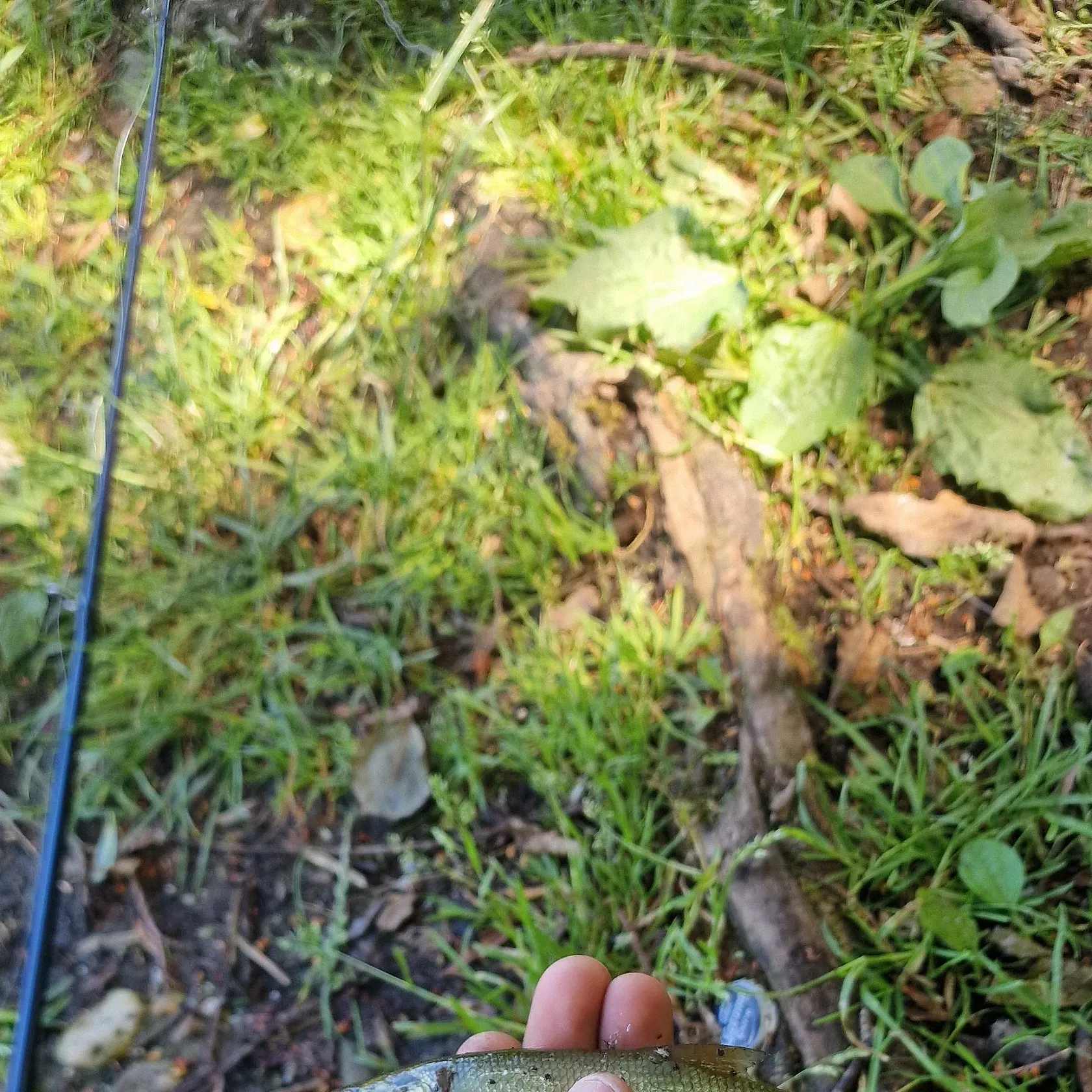 The most recent Common dace catches on Fishbrain