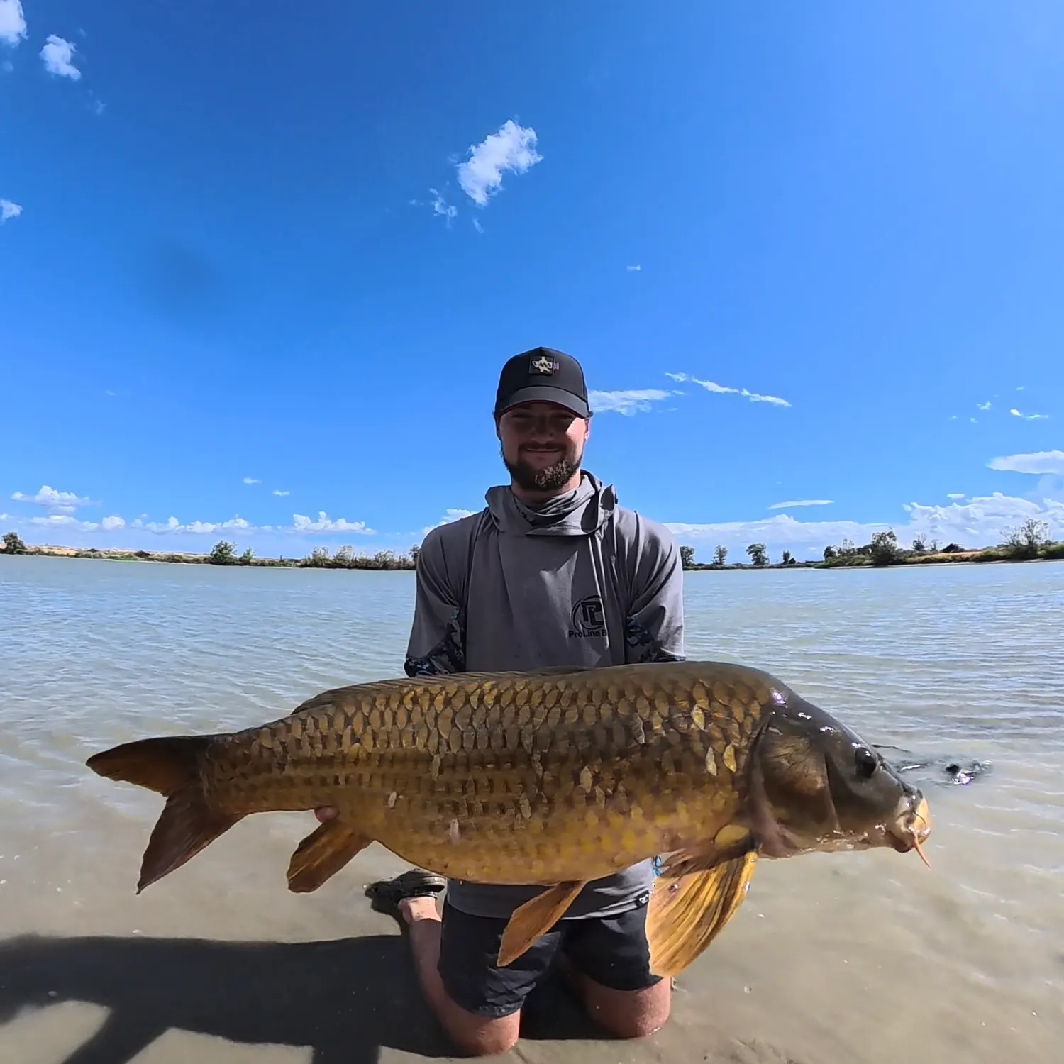 Common carp caught on Fishbrain