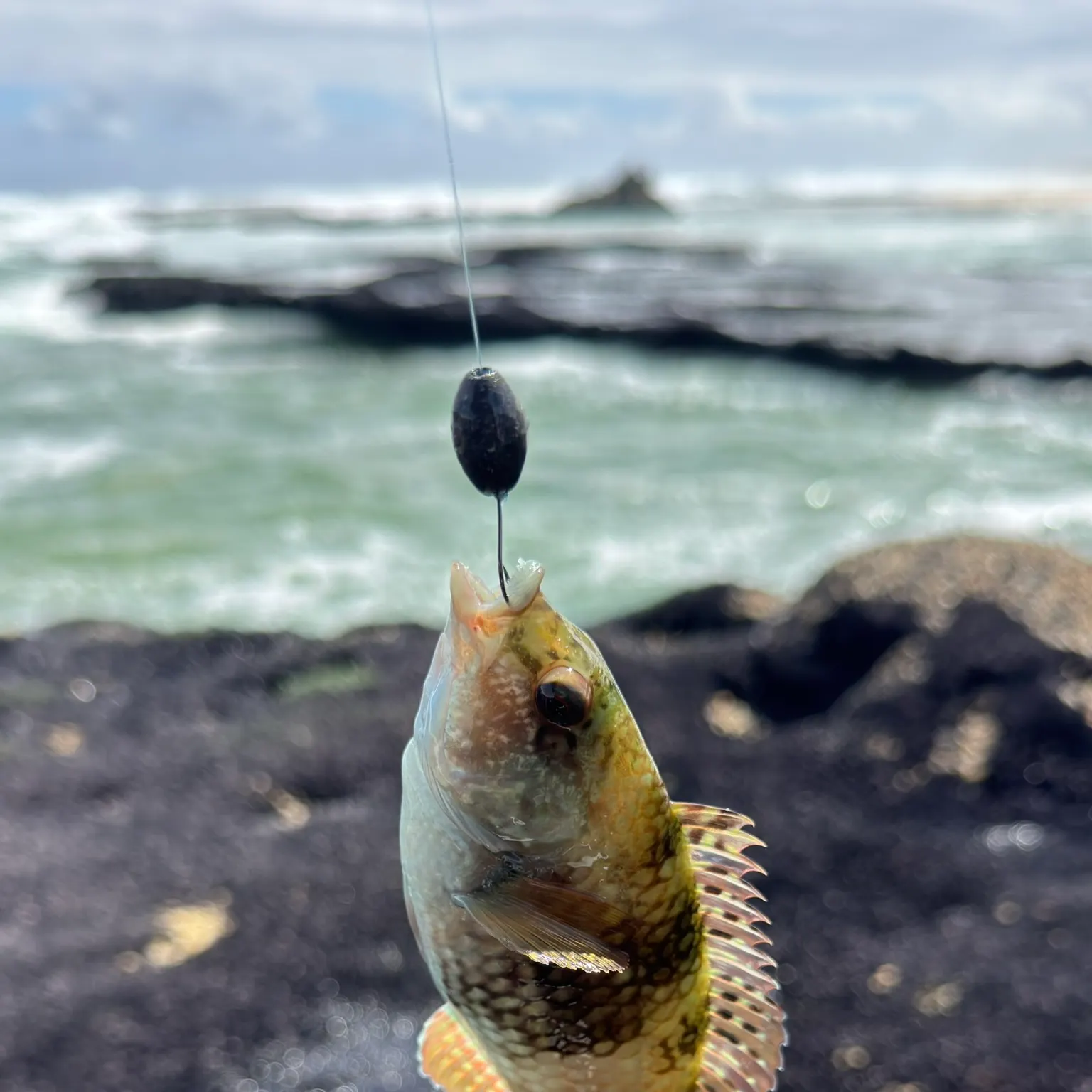 The most recent Spotty wrasse catches on Fishbrain