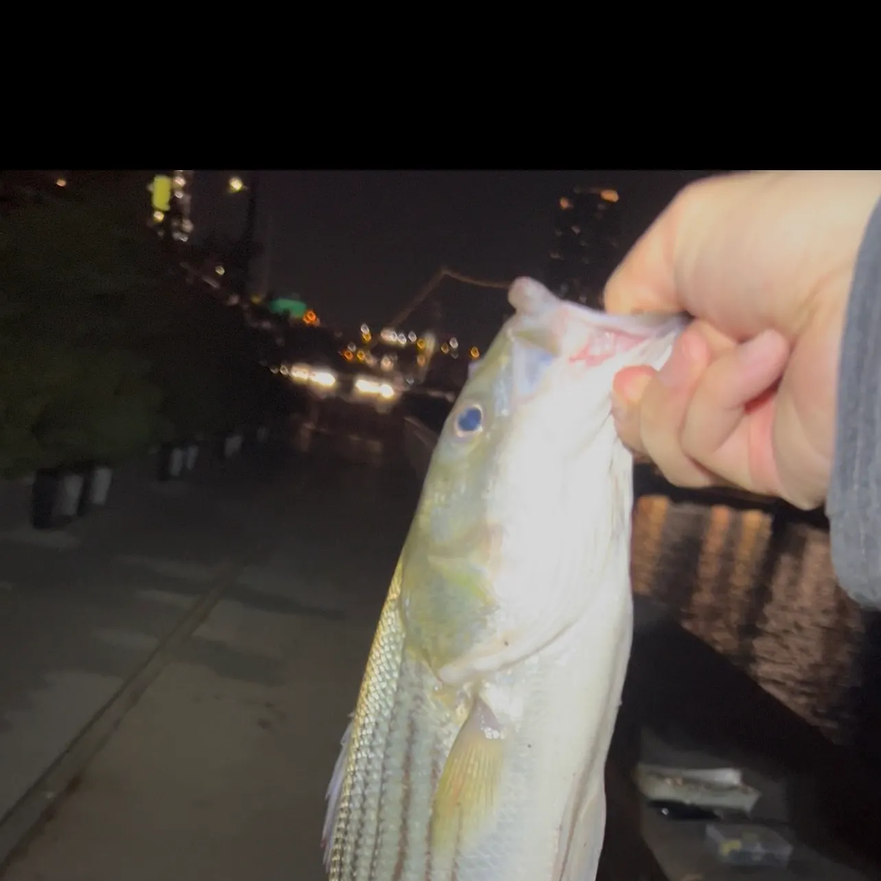 The most recent Striped bass catches on Fishbrain
