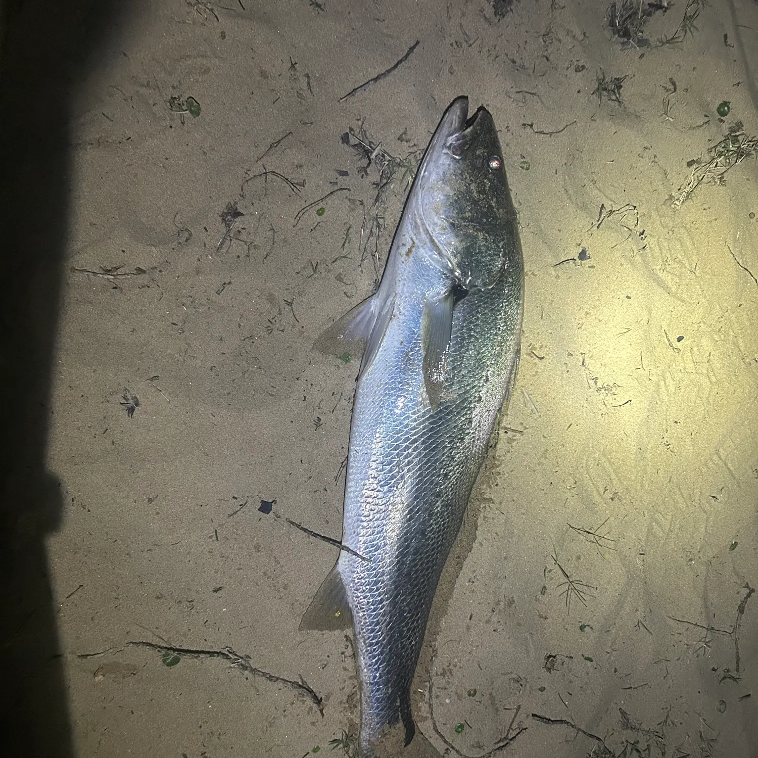 Japanese meagre caught on Fishbrain