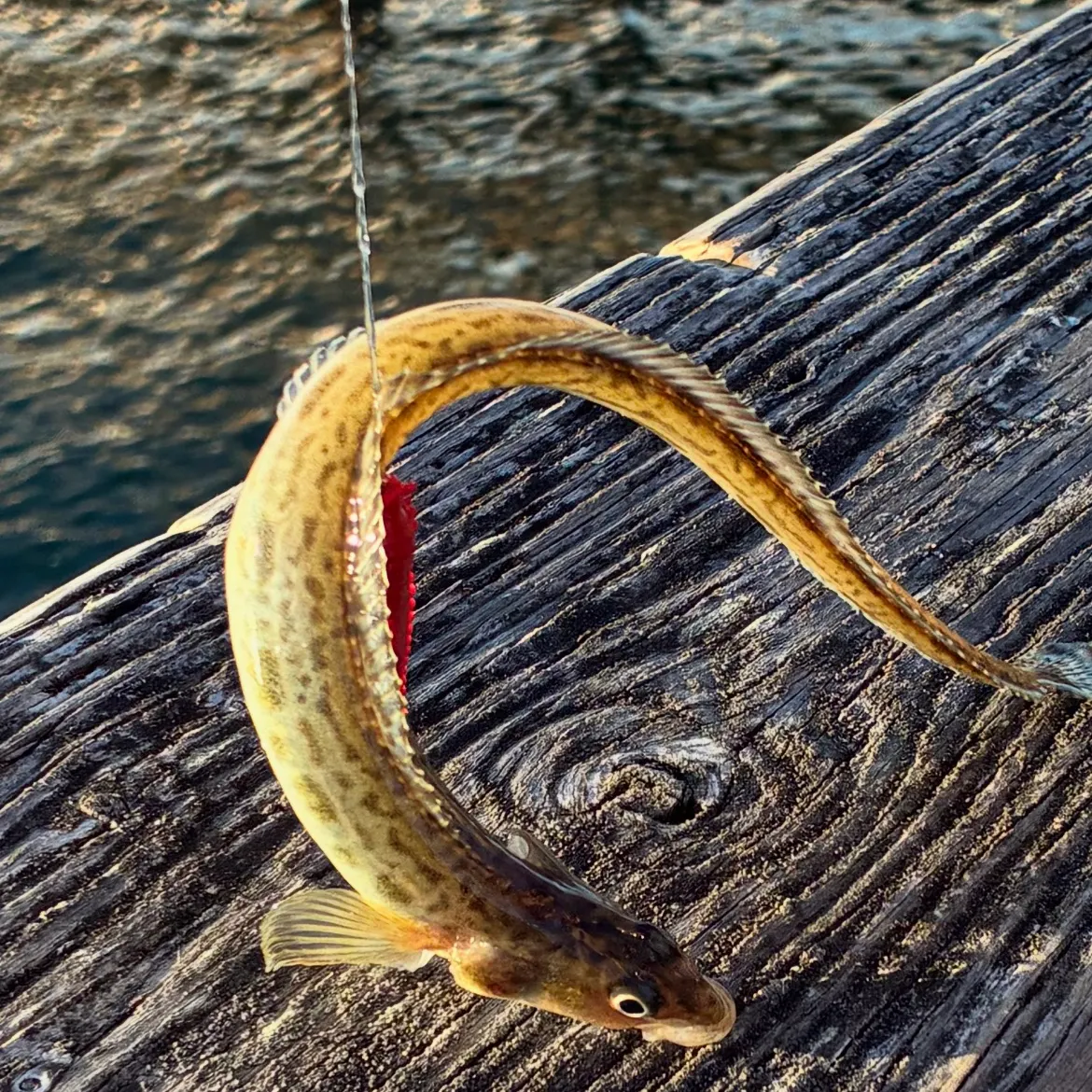 The most recent Snake prickleback catches on Fishbrain