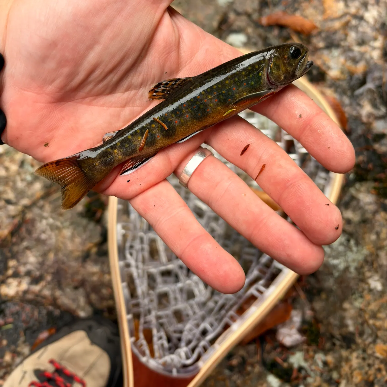 Brook trout caught on Fishbrain