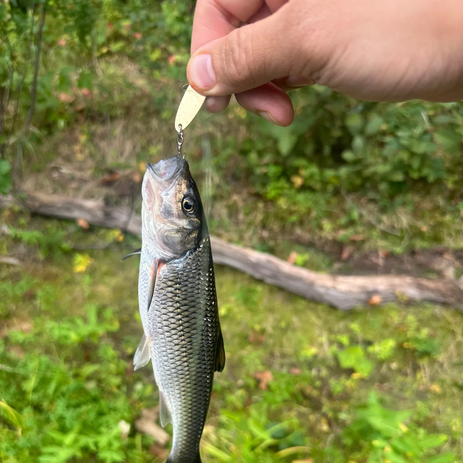 The most recent Fallfish catches on Fishbrain