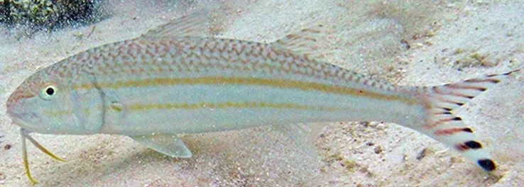 Bandtail goatfish