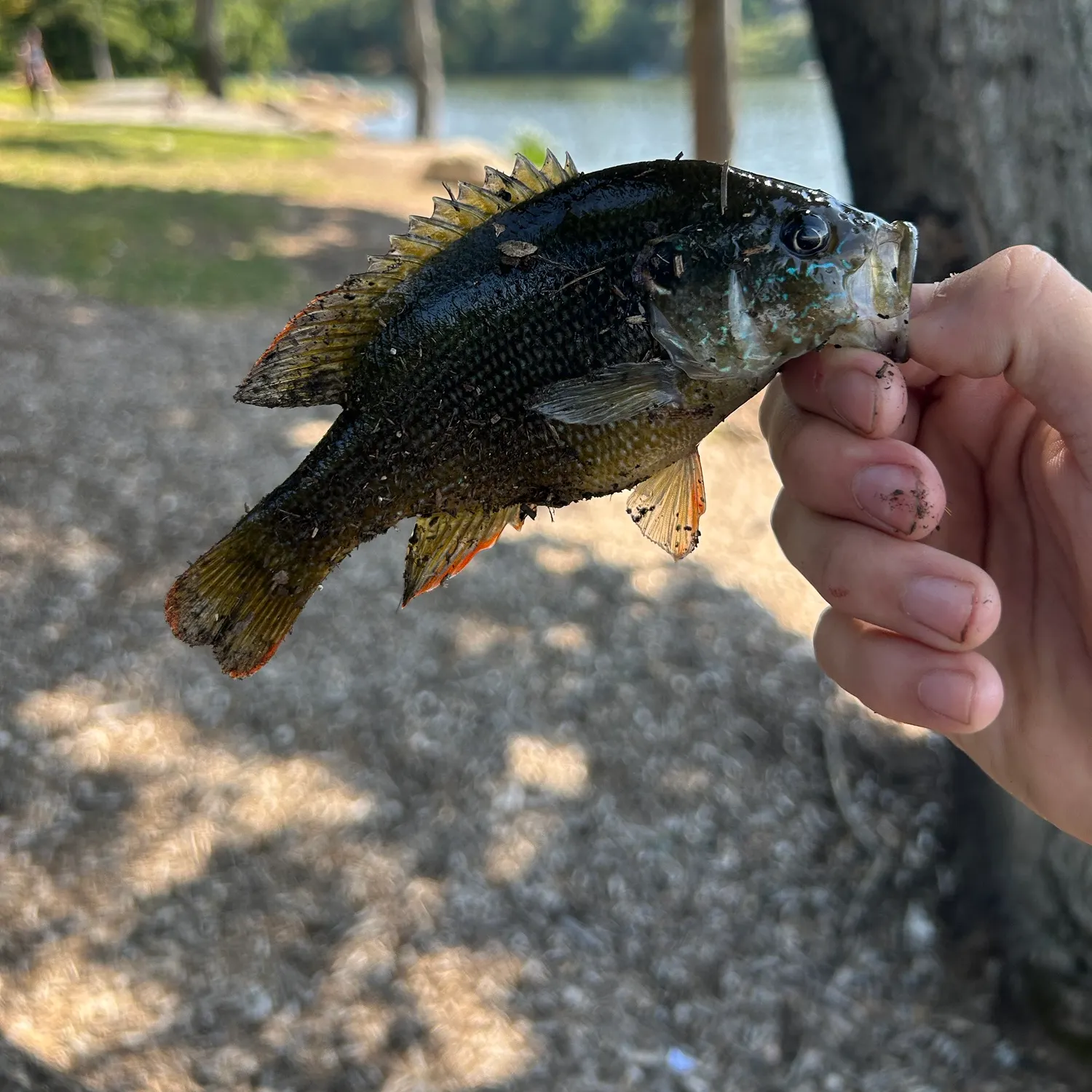 catch
