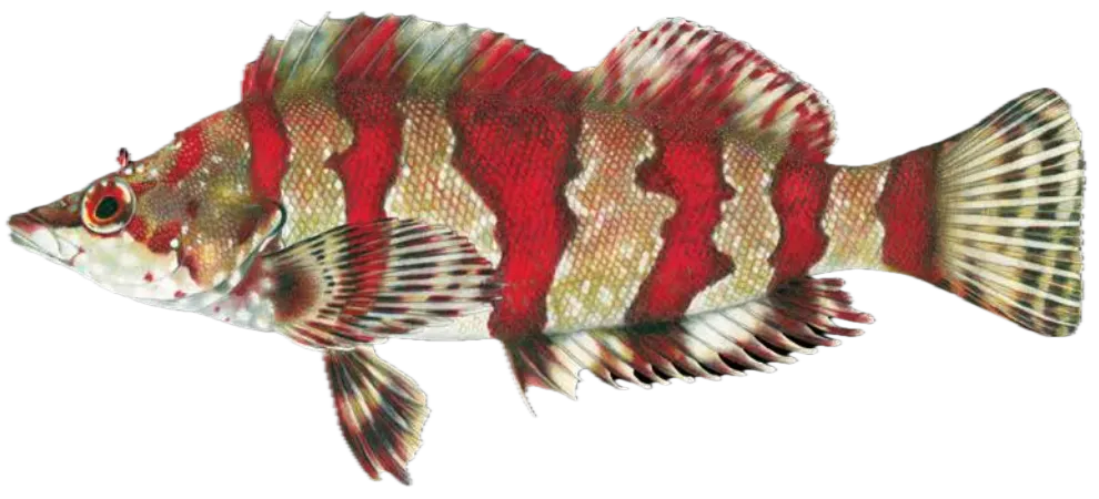 Painted greenling
