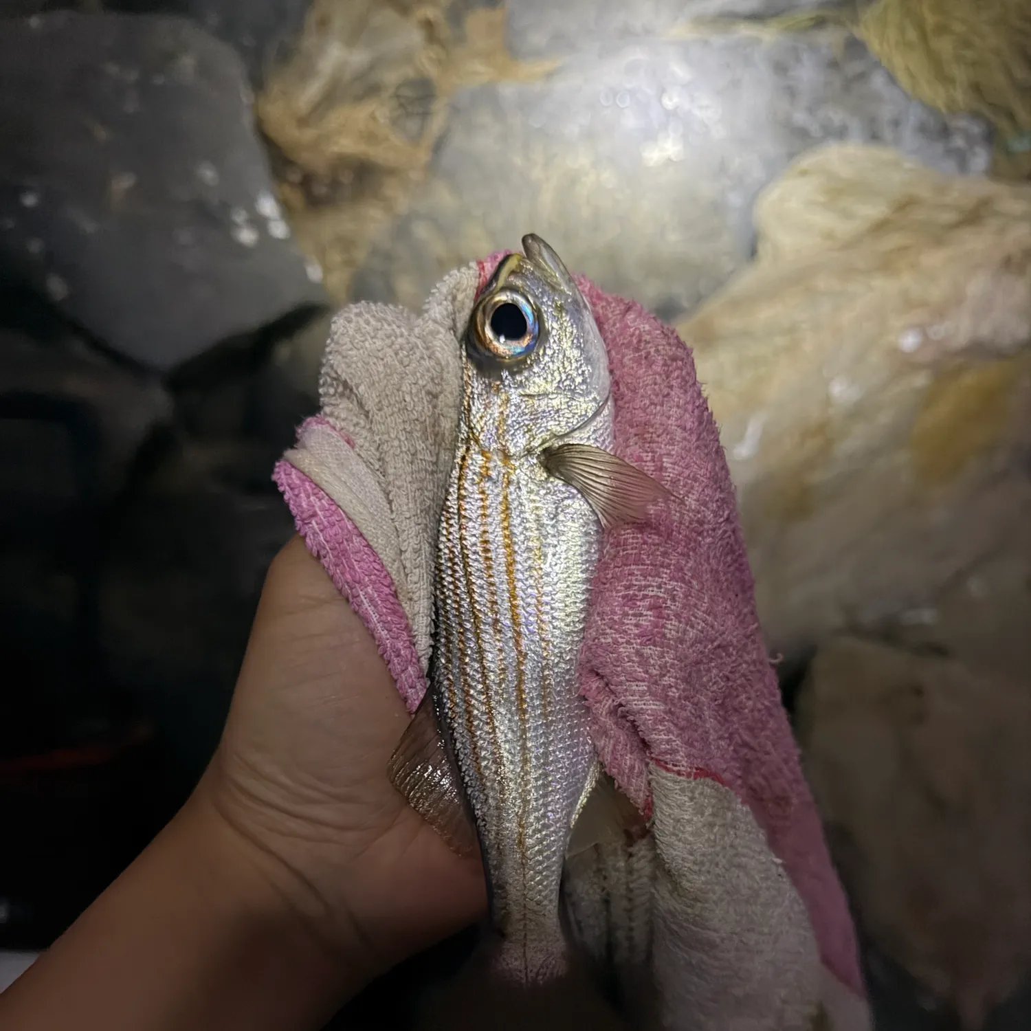 The most recent Californian salema catches on Fishbrain