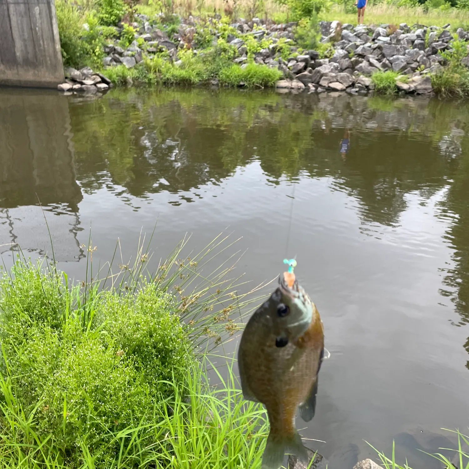 angler catch