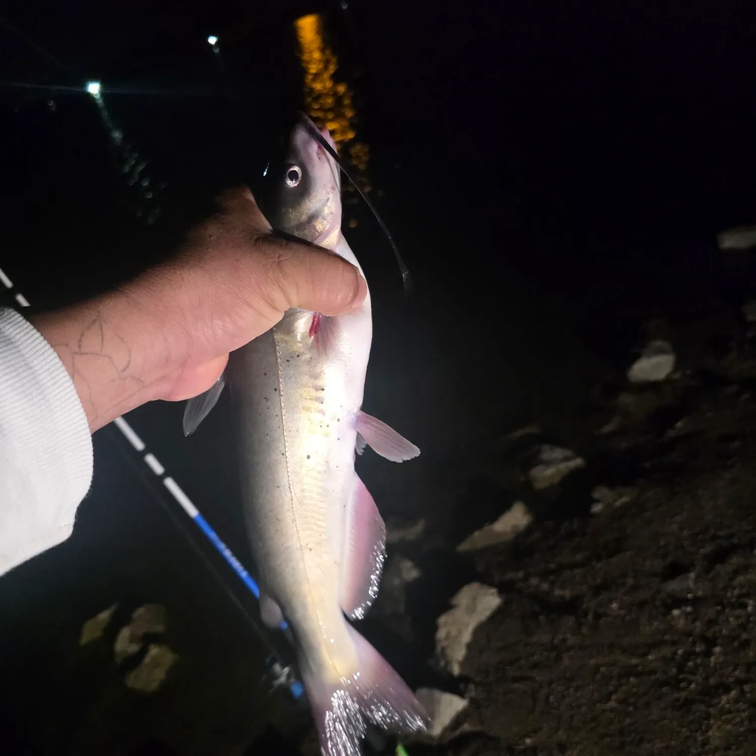 Channel catfish caught on Fishbrain