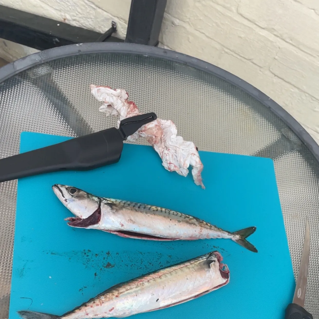 The most recent Atlantic mackerel catches on Fishbrain
