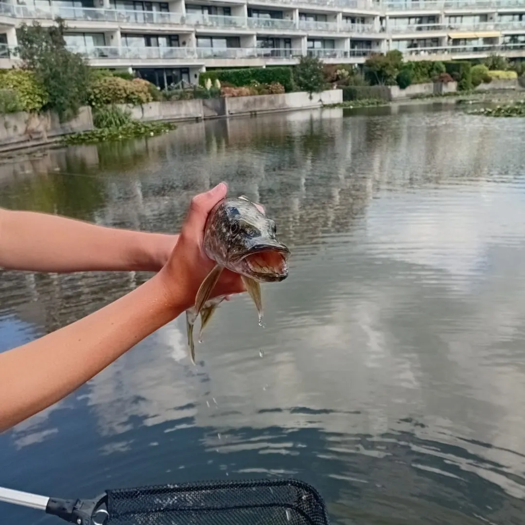 Northern pike caught on Fishbrain