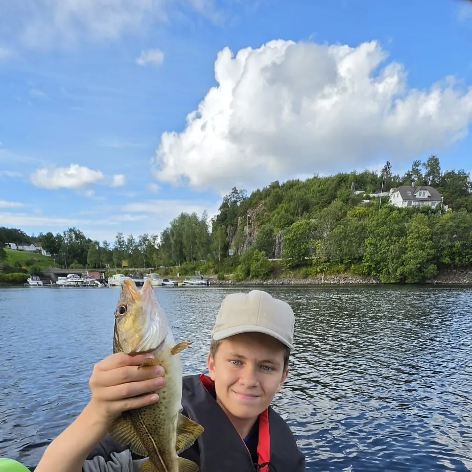 Atlantic cod caught on Fishbrain