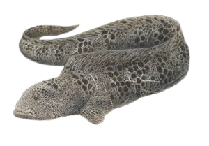 Wolf-eel