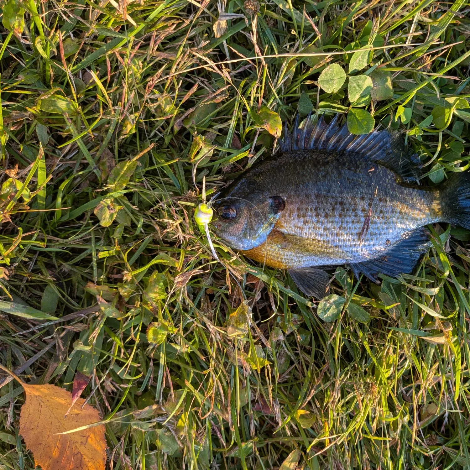 Bluegill caught on Fishbrain