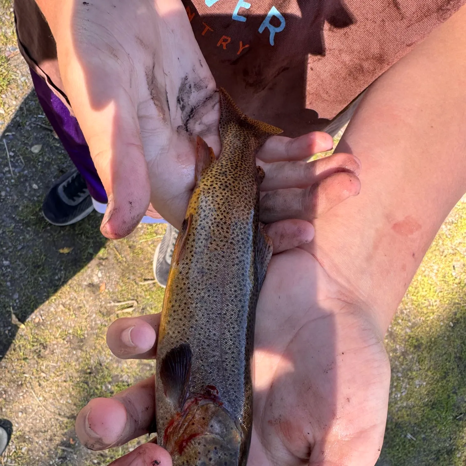 Snake River fine-spotted cutthroat trout caught on Fishbrain