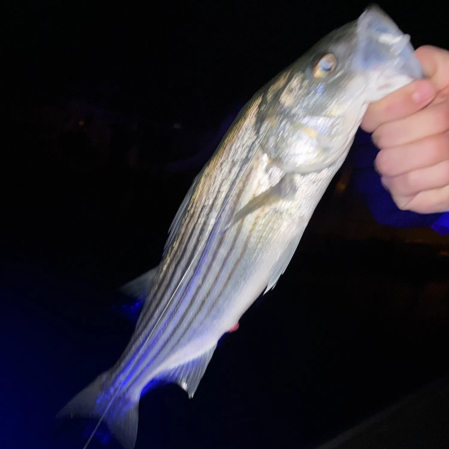 Striped bass caught on Fishbrain