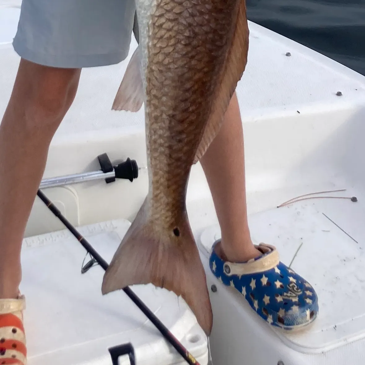 The most recent Red drum catches on Fishbrain