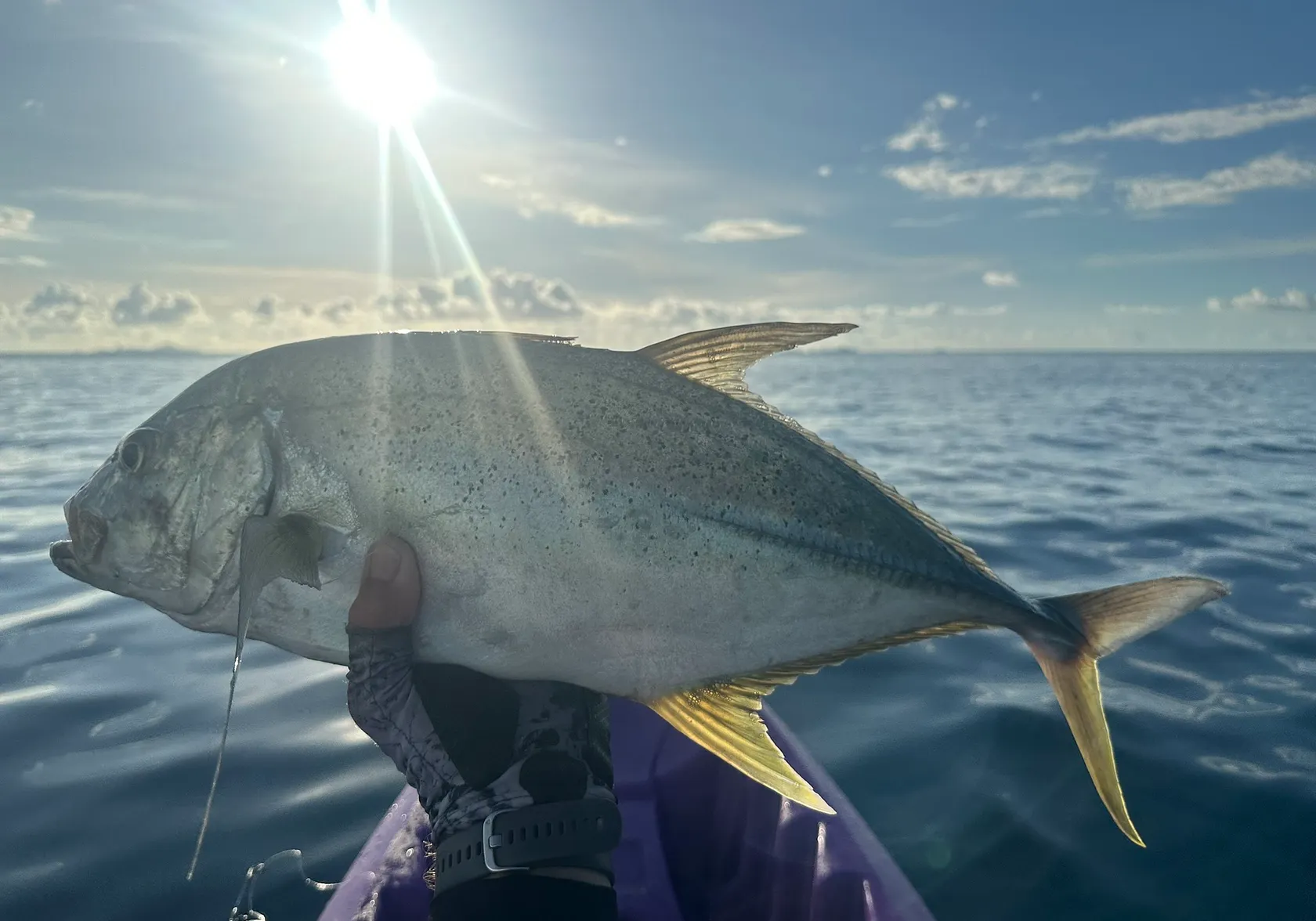 Brassy trevally