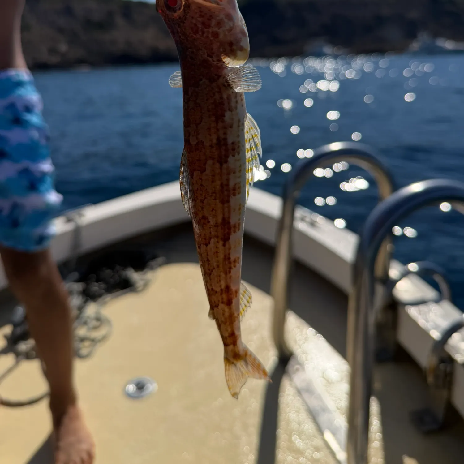 The most recent Red lionfish catches on Fishbrain