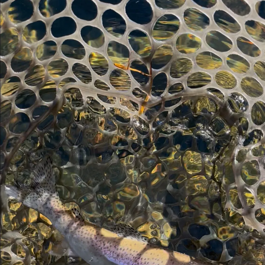 The most recent Coastal rainbow trout catches on Fishbrain