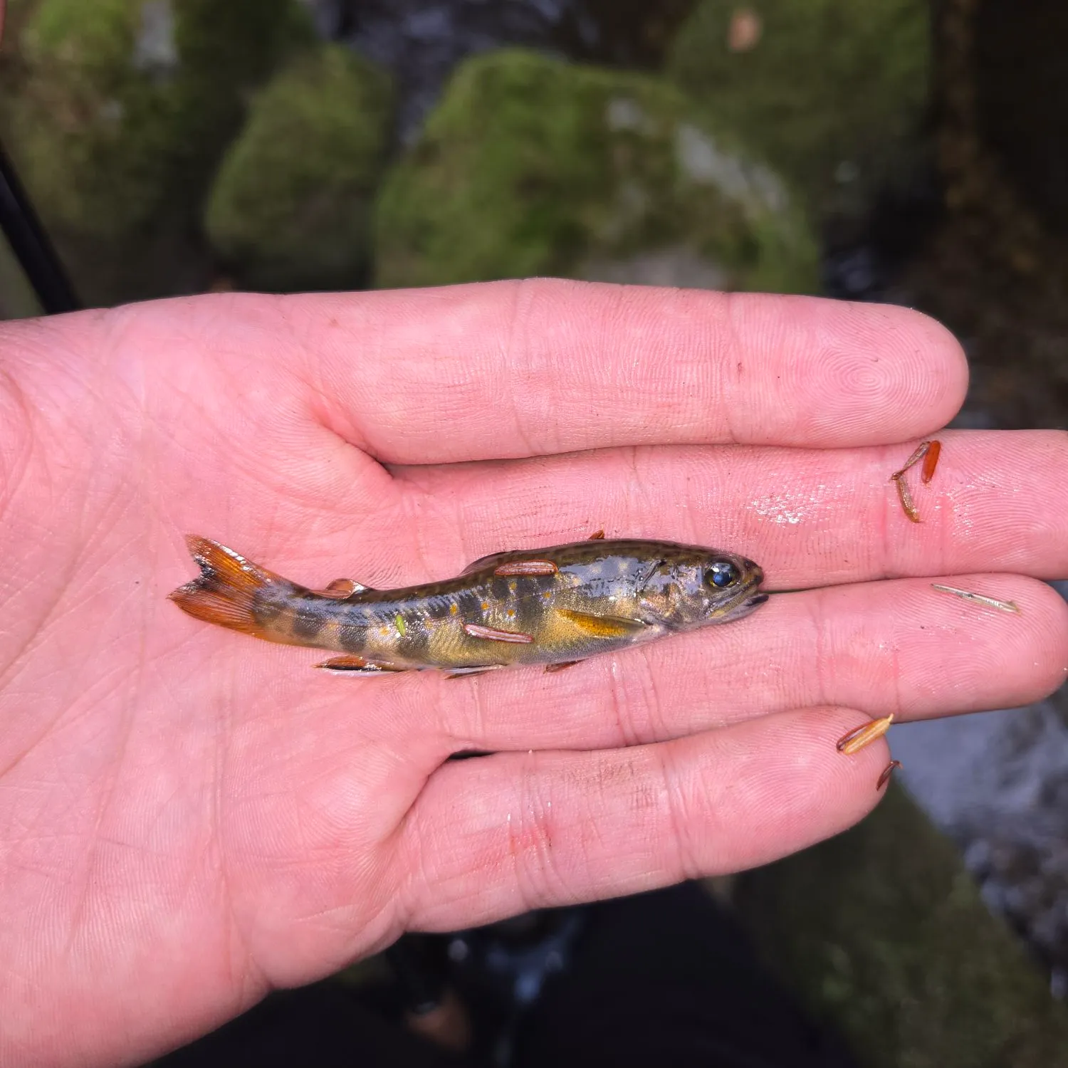 Brook trout caught on Fishbrain