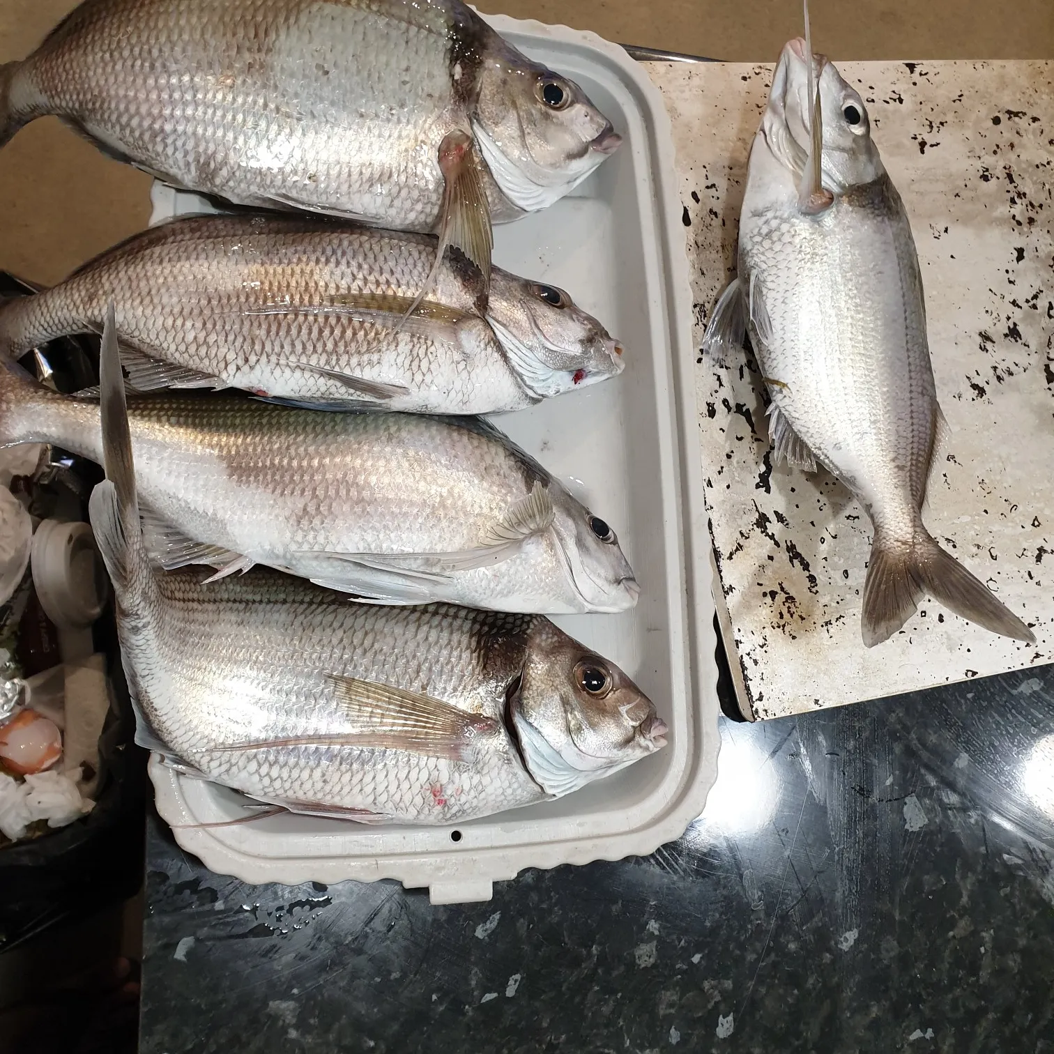 recently logged catches