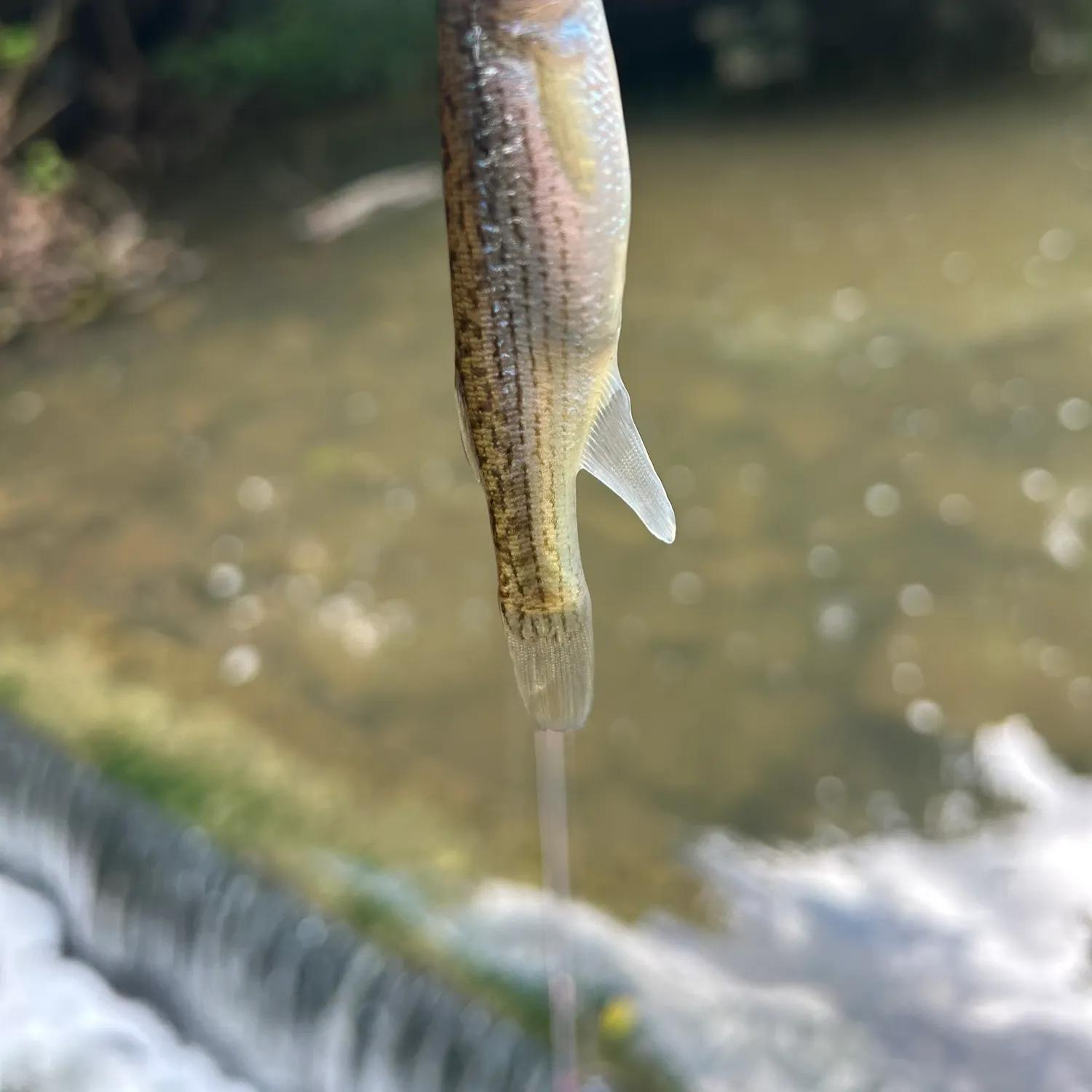 The most recent Northern studfish catches on Fishbrain