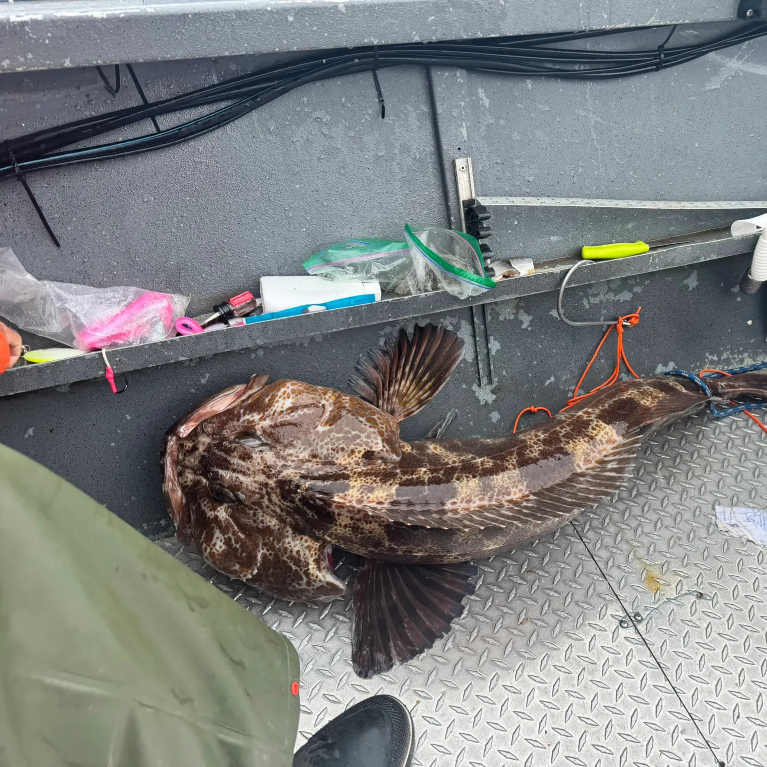 The most recent Lingcod catches on Fishbrain