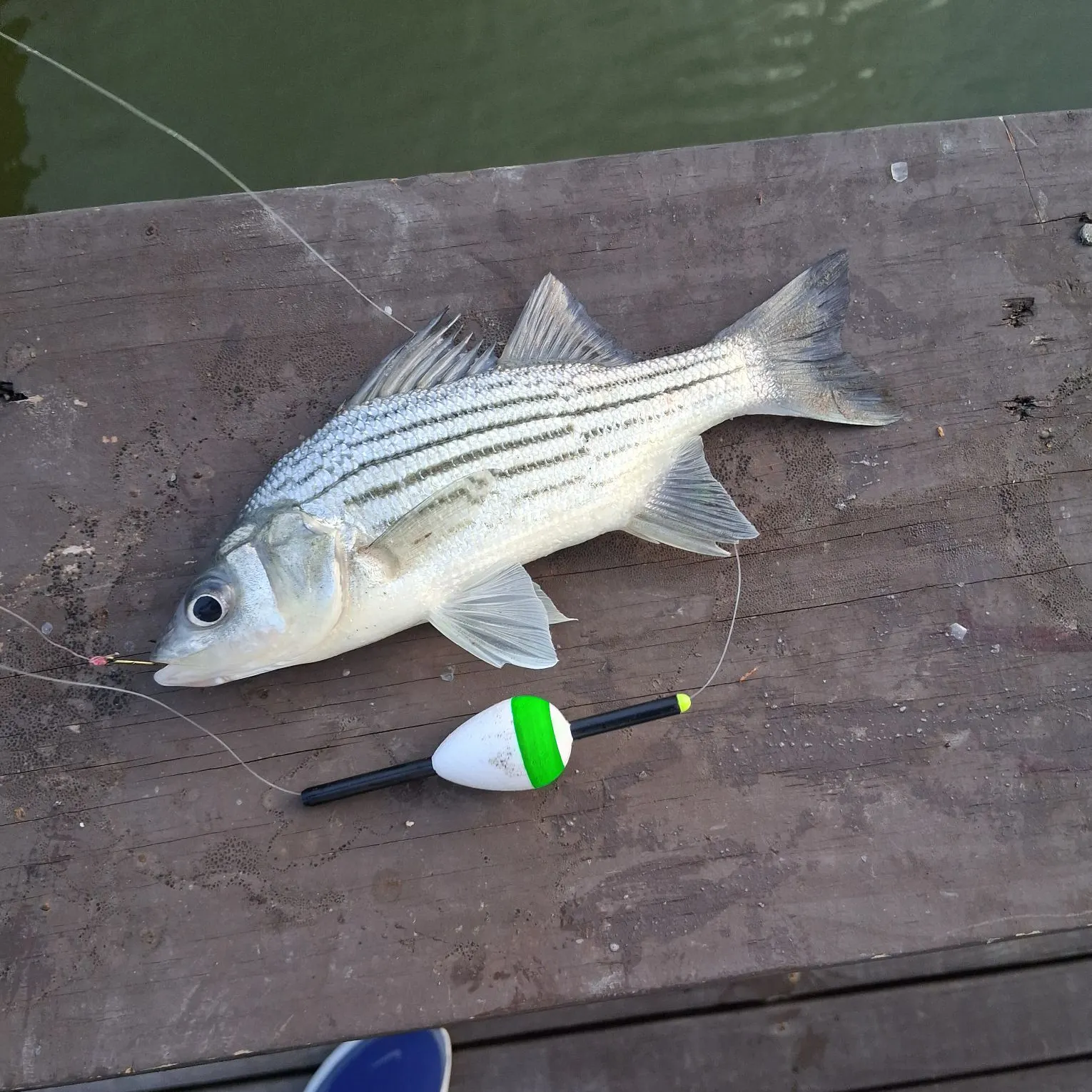 The most recent Yellow bass catches on Fishbrain