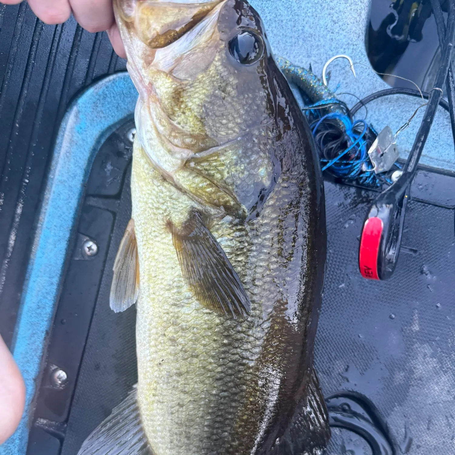 Largemouth bass caught on Fishbrain