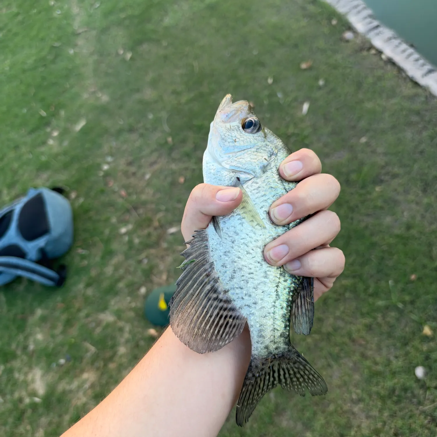 White crappie caught on Fishbrain