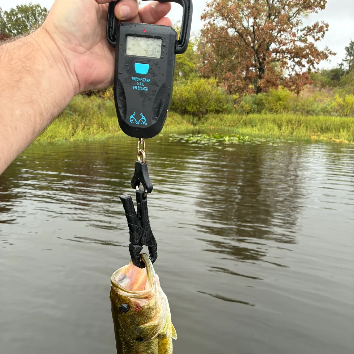 Largemouth bass caught on Fishbrain