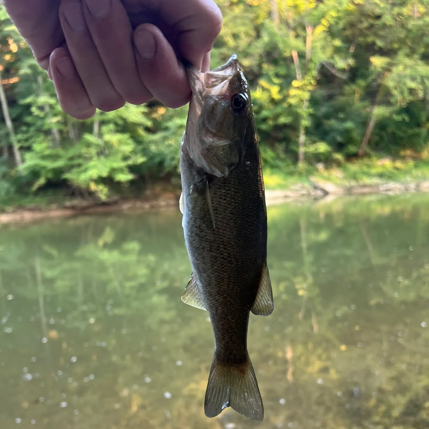 Smallmouth bass caught on Fishbrain