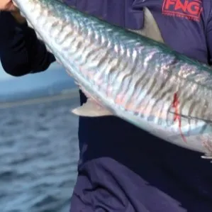 The most recent Narrow-barred Spanish mackerel catches on Fishbrain