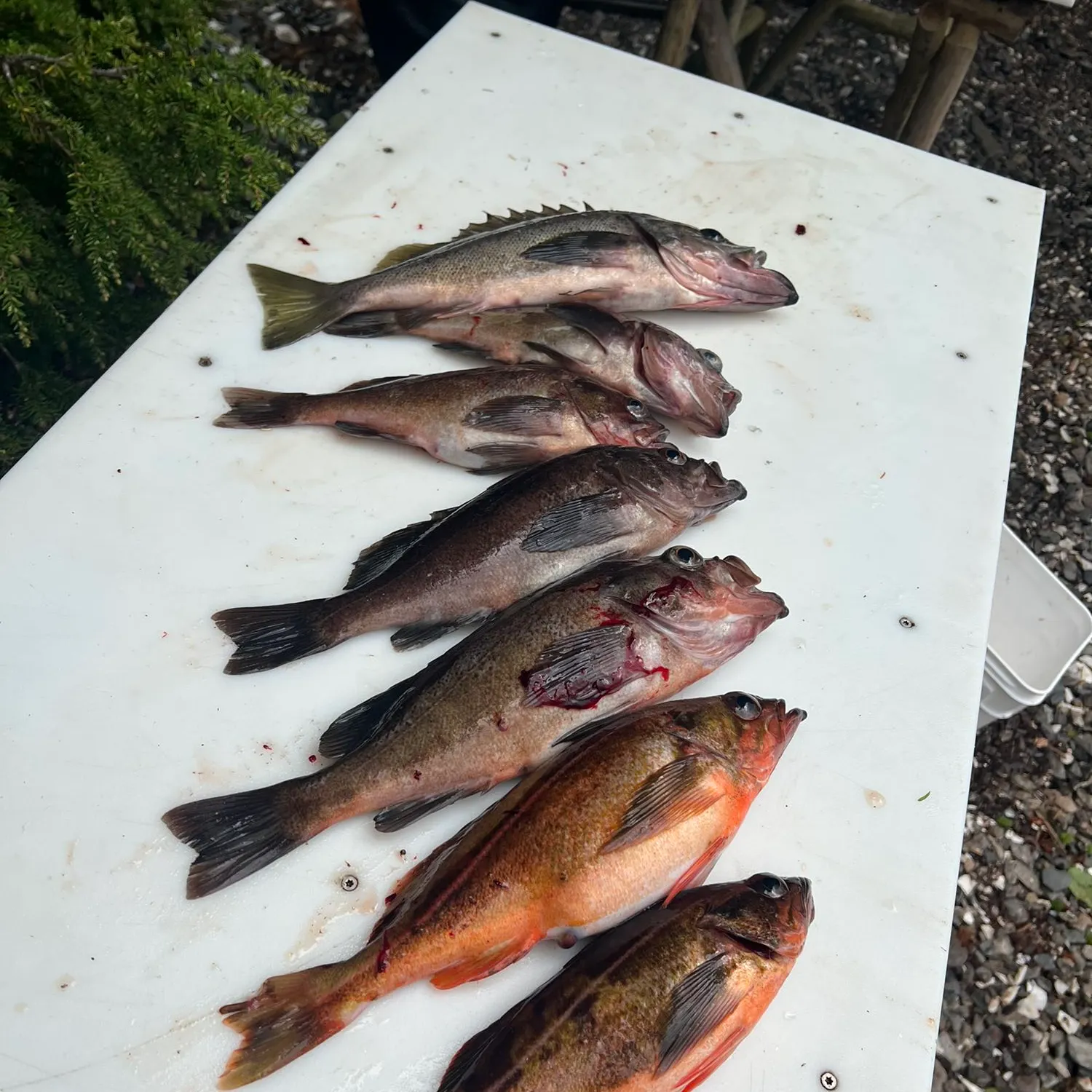 recently logged catches